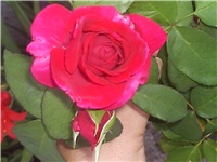 107b06a9-Picture 017.jpg